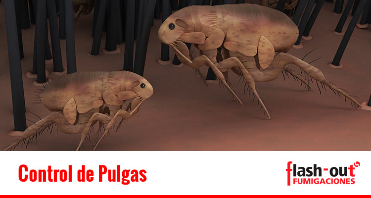 fumigacion pulgas
